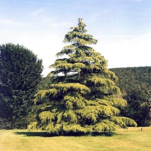 Céder himalájsky (Cedrus Deodara) ´AUREA´,  výška 120-160 cm, kont. C18L  (-23°C)